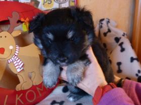 images/F-Wurf/Frida-Lyngstad/37158999.jpg